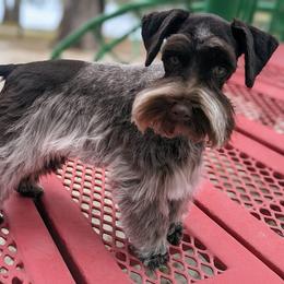 Talla Blue - Miniature Schnauzer