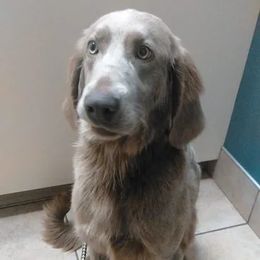 Noah - German Shorthaired Pointer