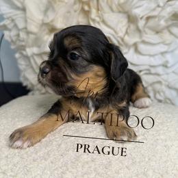 Prague - Phantom female Maltipoo puppy in Weatherford, Texas from Aprishew Maltipoo