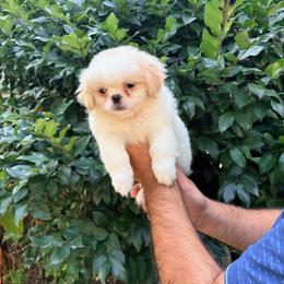 Pekingese, Poodle, and Shih Tzu Puppies from Happy puppies