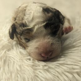Jeanette - Chocolate merle female Bernedoodle puppy in St. George, Utah from Southern Utah Doodles & Poodles