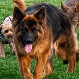 Seka - German Shepherd