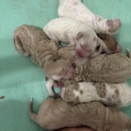 Boy 4 - Apricot male Goldendoodle puppy in Covington, Louisiana from MyKy Puppies