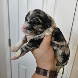 Maddie - Blue merle female Aussiedoodle puppy in Galena, Illinois from Perry's doodles