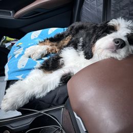 Bernedoodle Puppies from Bern'N Love Doodles