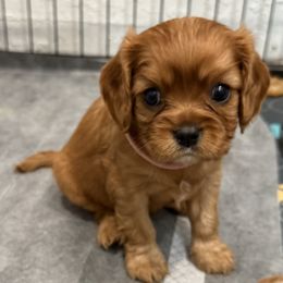 Poppy (pink collar) - Ruby female Cavalier King Charles Spaniel puppy in Ocala, Florida from Ray of Sunshine Spaniels LLC