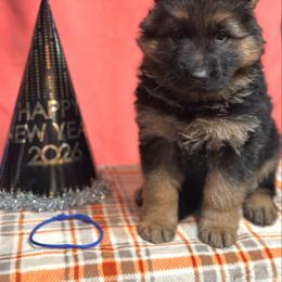 Xander - Blue - Black and red male German Shepherd puppy in Iola, Wisconsin from Aus Hütehunde German Shepherds