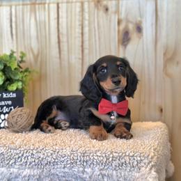 AKC Meet Cooper :) - Black and tan male Dachshund puppy in Centerville, Iowa from Barnyard Dachshunds, Dals & Doodles