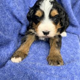 Chunky - Sweater Weather - Tri-color male Bernedoodle puppy in Charleston, South Carolina from Palm Belle Doodles