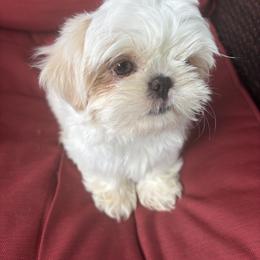 Pluto - Cream and white male Shih Tzu puppy in Lakeland, Florida from Sunshine Shih Tzus