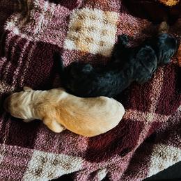 Labrador Retriever and Pembroke Welsh Corgi Puppies from Burress Family Farm and Kennels