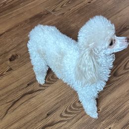 Poodle Puppies from S.H.A.R.P.’s Toy Poodles