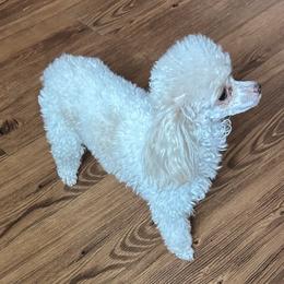 Poodle Puppies from S.H.A.R.P.’s Toy Poodles