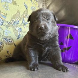 Red collar - Black female German Shepherd puppy in Denver, Colorado from Morales Kennels