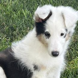 Shetland Sheepdogs from Jensen Farms Shelties