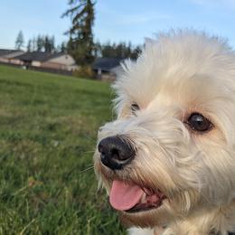 Paco - Havanese