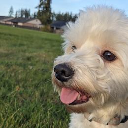 Paco - Havanese