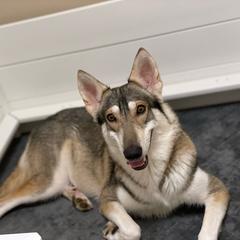 Jasmine - Northern Inuit Dog