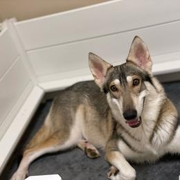 Jasmine - Northern Inuit Dog
