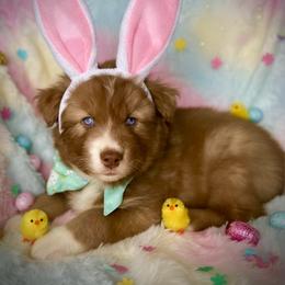 Sprout - Red and white male Siberian Husky puppy in Florence, Kentucky from Moonlight Howl Huskies