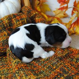 Boy 2 - male Cavalier King Charles Spaniel puppy in Mountain Grove, Missouri from Dogwood & Sassafras Companions