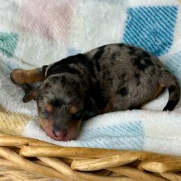 Charlotte - Dapple female Dachshund puppy in Three Rivers, Michigan from Michiana Dachshunds