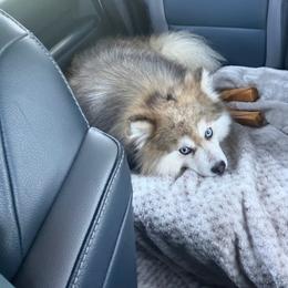 Tito - Pomsky