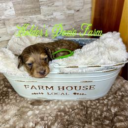 Jax-2000 - Cream male Dachshund puppy in Atwood, Oklahoma from Holder’s Doxie Farm
