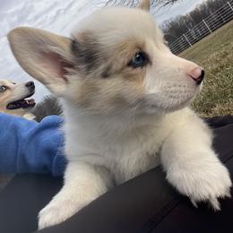 Belle - White and black female Pembroke Welsh Corgi puppy in Rolla, Missouri from Chapman Corgis