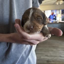 Will - Piebald male Dachshund puppy in Dorchester, Texas from Texas Mini Dachs