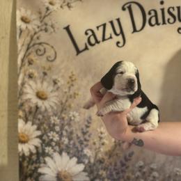 Light Blue Collar - Black white and brown male Basset Hound puppy in Tonkawa, Oklahoma from Lazy Daisy Basset Hounds
