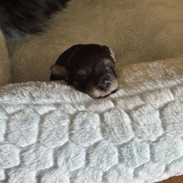 Jade - Black and silver female Miniature Schnauzer puppy in Kingsport, Tennessee from Olde Tyme Miniature Schnauzer’s
