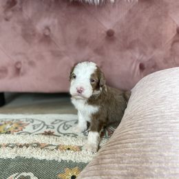 Bernedoodle, Cavapoo, and Goldendoodle Puppies from Doodle Amore