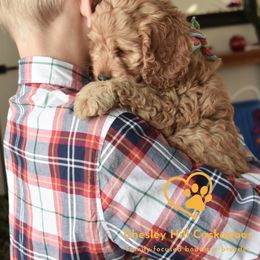 Cockapoo Puppies from Chesley Hill Cockapoos