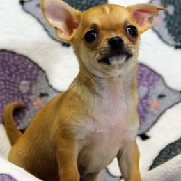 Chihuahua Puppies from Coolballow Chihuahuas