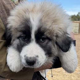 Velma- purple - Badger female Colorado Mountain Dog puppy in Cotopaxi, Colorado from Once Upon A Moose (OUM)