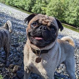 Linus - Pug