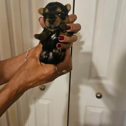 Boy 5 - Black and gold male Yorkshire Terrier puppy in Hilluard, Ohio from BR’s Yorkshire Terriers