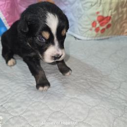 Boy 5 - male Australian Shepherd puppy in Lakeland, Florida from Aussies of Hope LLC