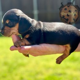 Dachshund Puppies from Doxi Delights