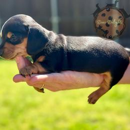 Dachshund Puppies from Doxi Delights