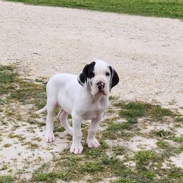 Thor - Harlequin Great Dane puppy in Cleburne, Texas from Nick and Megan's Danes