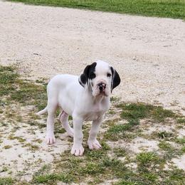Thor - Harlequin Great Dane puppy in Cleburne, Texas from Nick and Megan's Danes