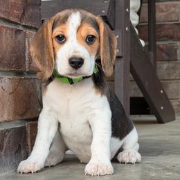 Cassi - Black tan and white female Beagle puppy in Mansfield, Missouri from Rippee Creek Kennel