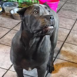 Big Reba - Gray female Cane Corso puppy in El Dorado, Arkansas from Lower Arkansas Cane Corso
