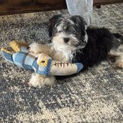 Genora - Black and silver Lowchen puppy in Byron, Georgia from Lelani