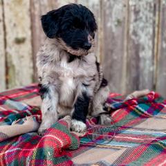 Bordoodle and Labradoodle Puppies from Howdy Doodles