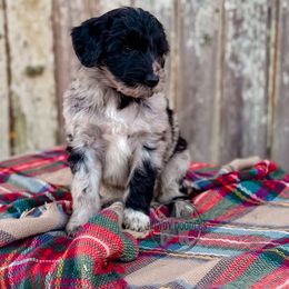 Bordoodle and Labradoodle Puppies from Howdy Doodles