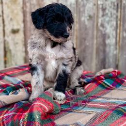 Bordoodle and Labradoodle Puppies from Howdy Doodles