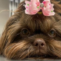 Hershey - Liver Shih Tzu puppy in Norwalk, California from Shitz Show